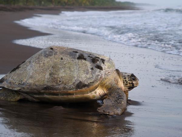 Costa Rica Coast to Coast tour, private departure