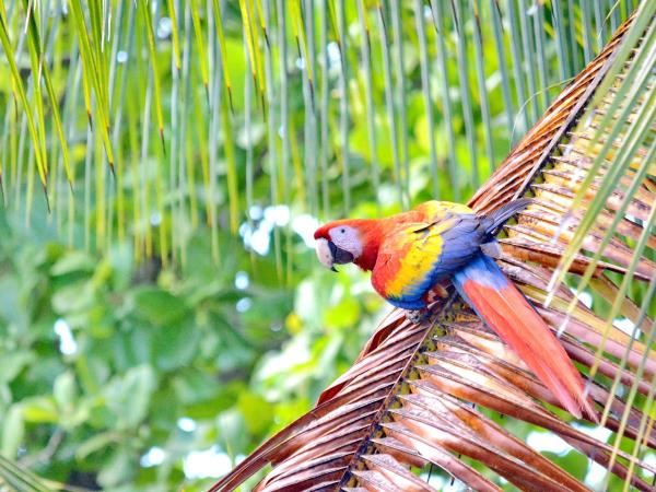 Costa Rica Coast to Coast tour, private departure