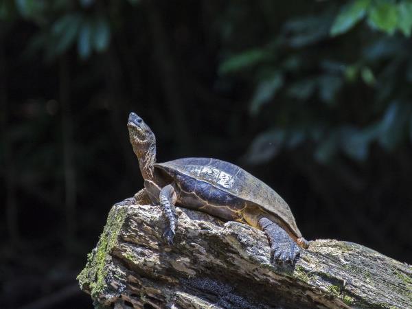 Costa Rica Coast to Coast tour, private departure