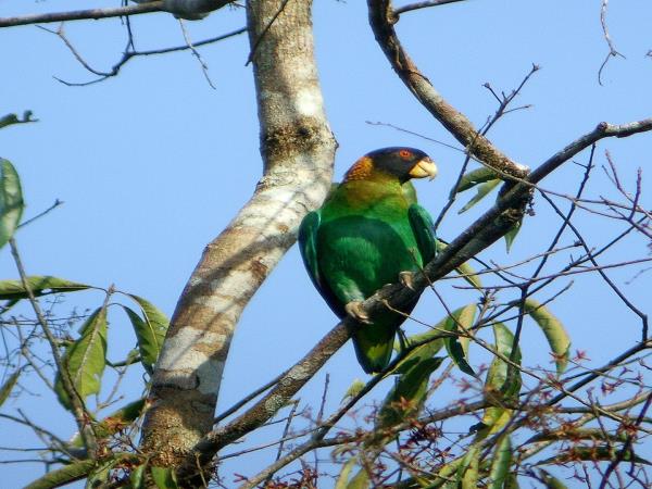 Guyana tailor made tour