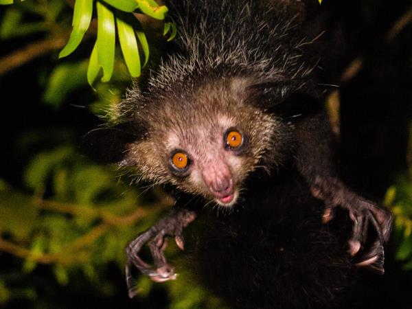 Madagascar Lemurs safari, tailor made