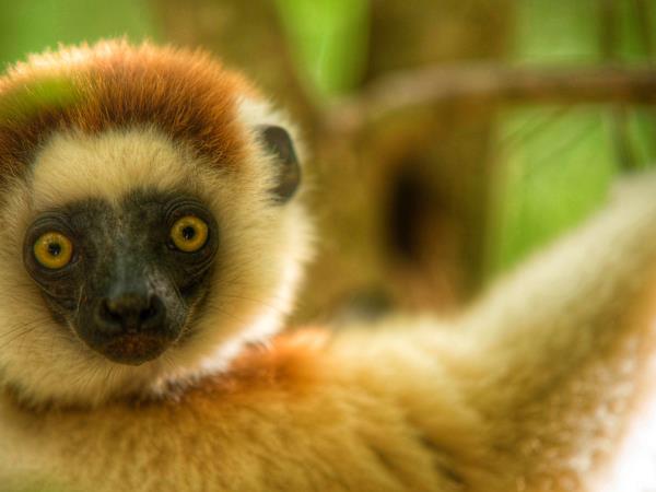 Madagascar Lemurs safari, tailor made