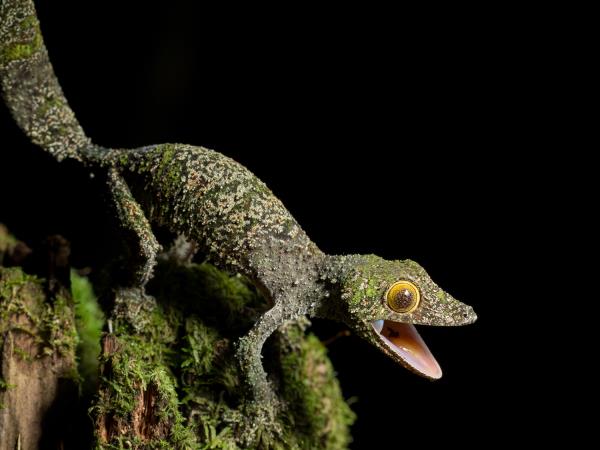 Madagascar small group safari