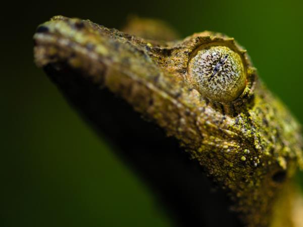 Madagascar small group safari