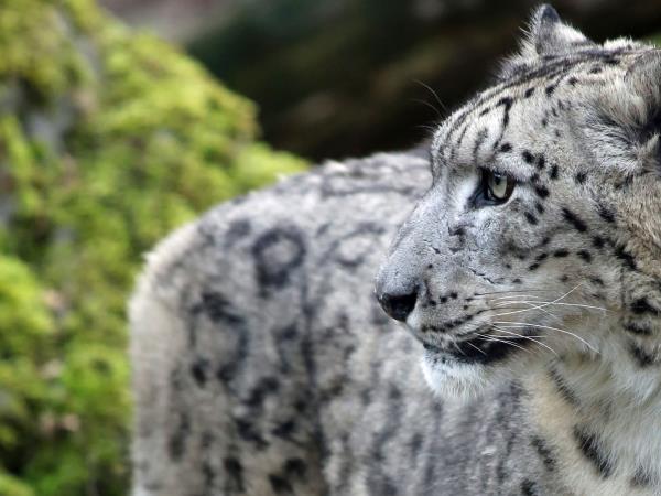 Snow leopard tracking in Ladakh, India