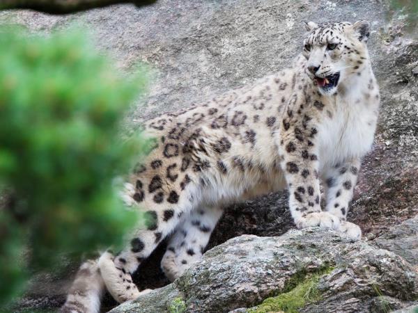Snow leopard tracking in Ladakh, India