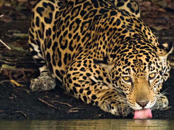 Jaguar safari in Brazil, private departure