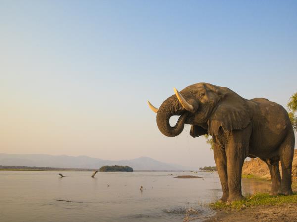 Luxury Zambia safari holiday