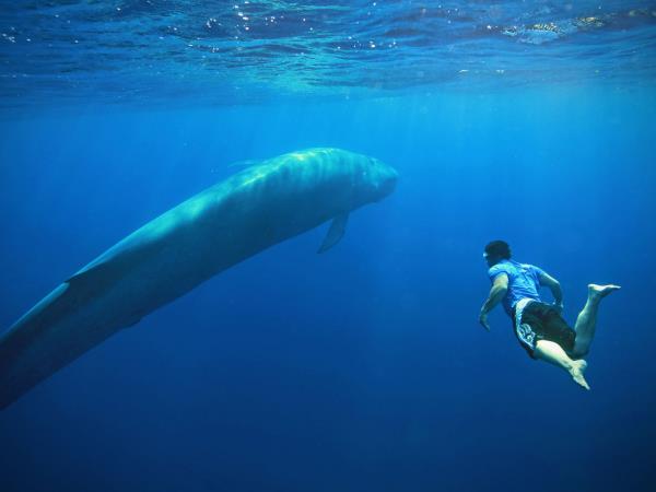 Sri Lanka blue whale holiday