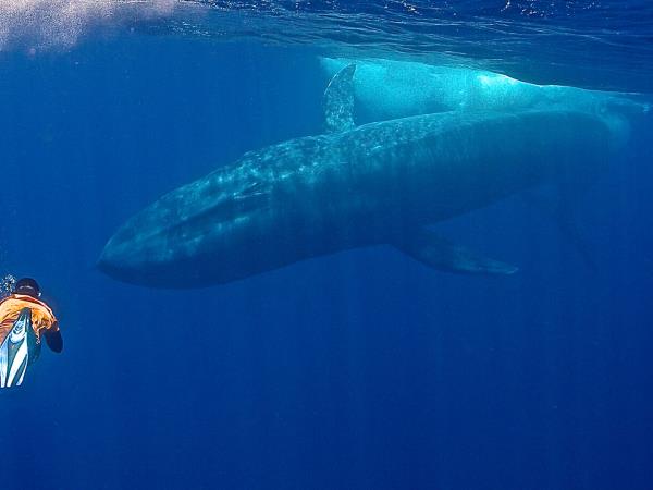 Sri Lanka blue whale holiday
