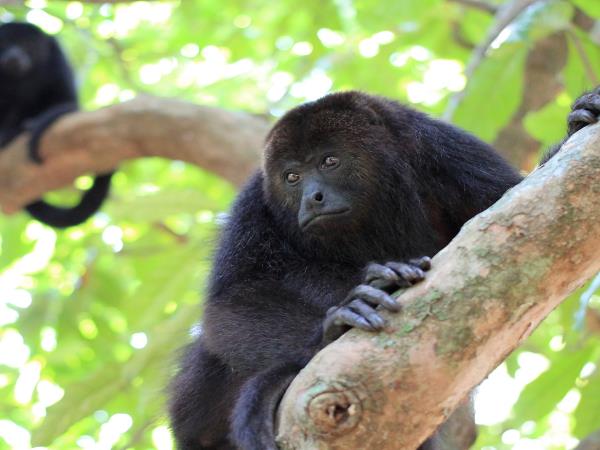 Belize tailor made tour