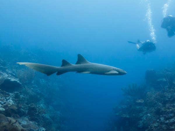 Belize tailor made tour