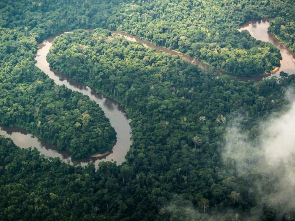 Lowland Gorilla safari in the Congo
