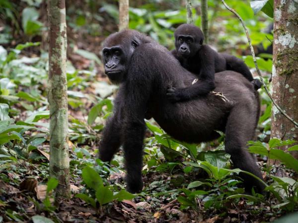Lowland Gorilla safari in the Congo