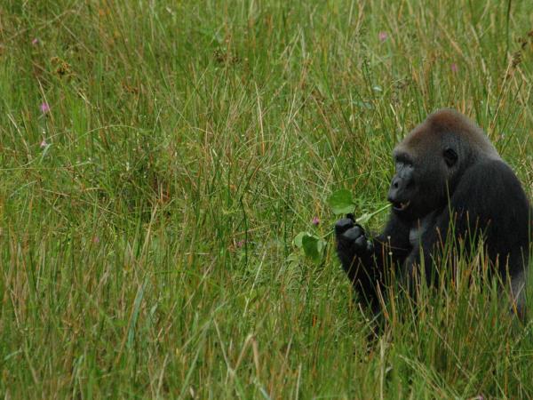 Lowland Gorilla safari in the Congo