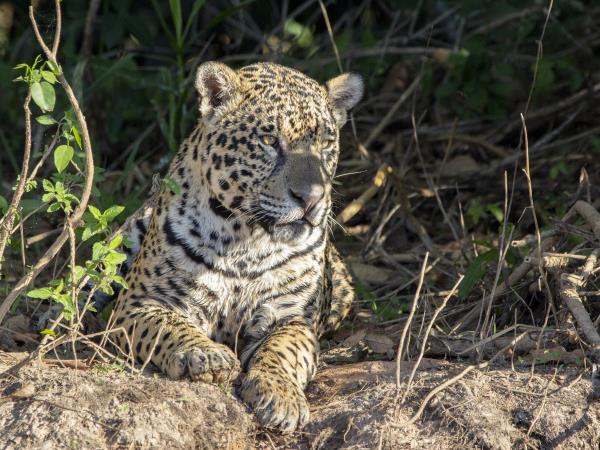 Pantanal wildlife holiday in Brazil