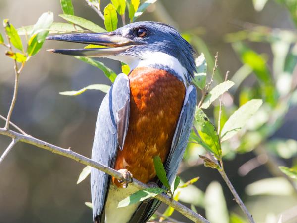 Pantanal wildlife holiday in Brazil