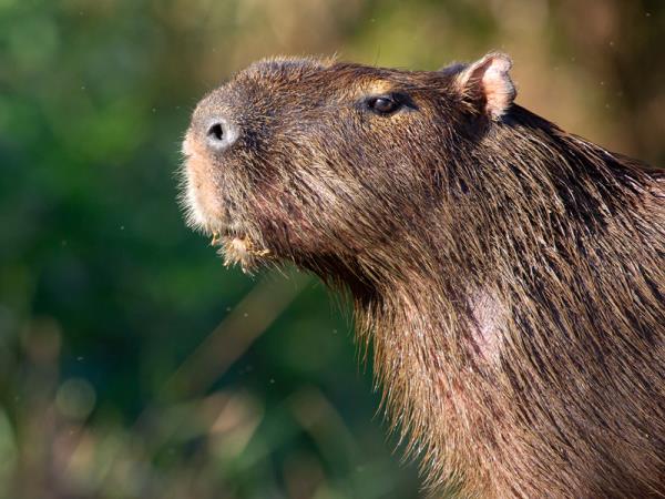 Pantanal wildlife holiday in Brazil