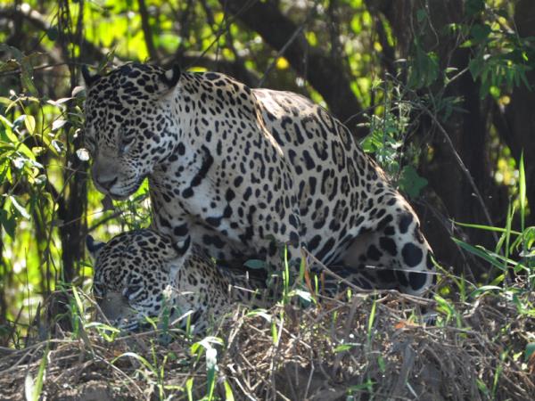 Pantanal wildlife holiday in Brazil
