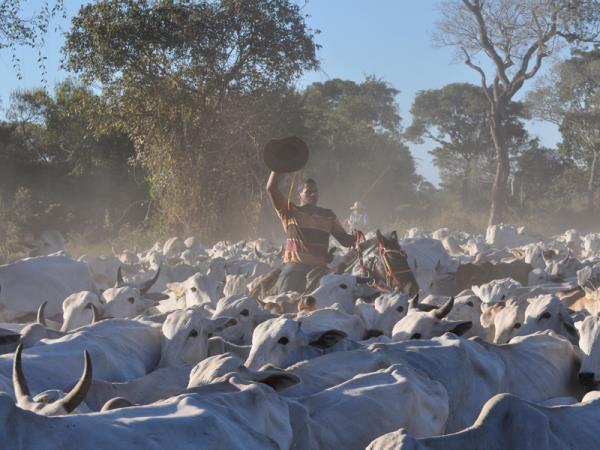 Pantanal wildlife holiday in Brazil