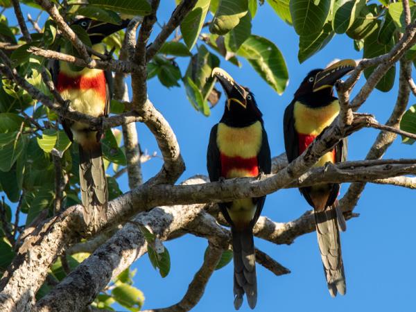Pantanal wildlife holiday in Brazil