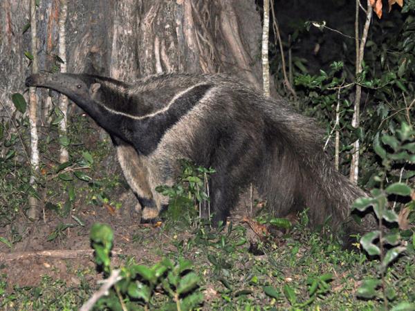 Pantanal wildlife holiday in Brazil