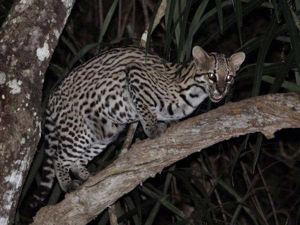 Pantanal wildlife holiday in Brazil