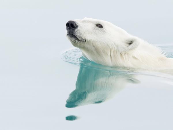 Arctic wildlife holiday, Polar bear explorer