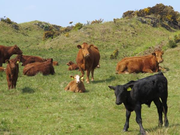 Cruise holiday in Scotland, Inlets and Islands