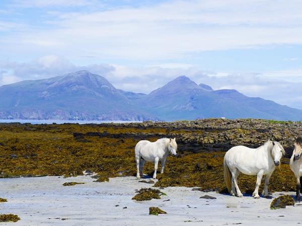 Scotland West Coast cruise, Skye and the small isles