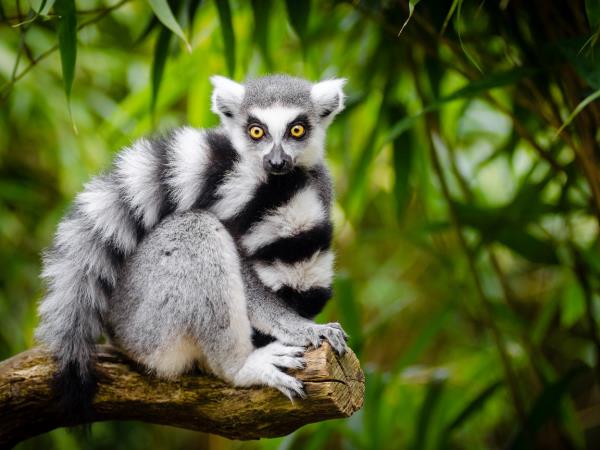 Madagascar guided nature tour