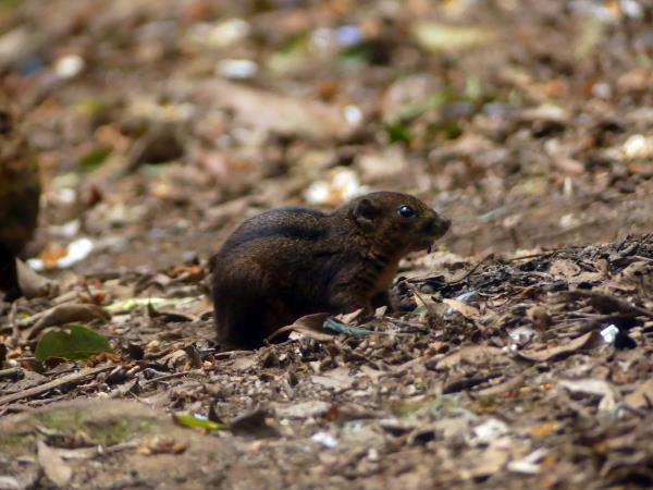 Indonesia wildlife holiday, mammals of Java