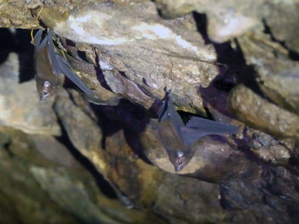 Indonesia wildlife holiday, mammals of Java