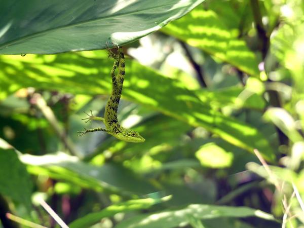 Indonesia wildlife holiday, mammals of Java