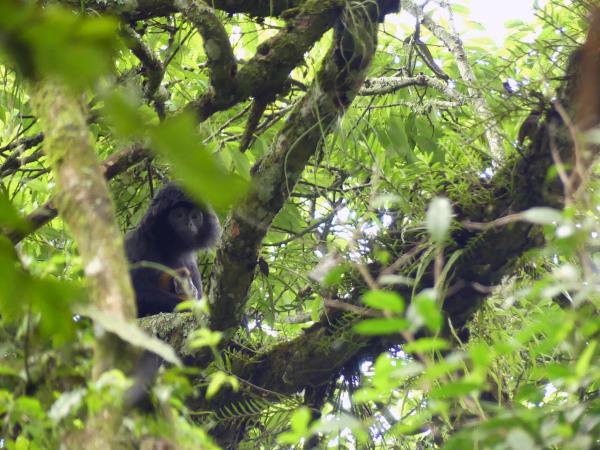 Indonesia wildlife holiday, mammals of Java