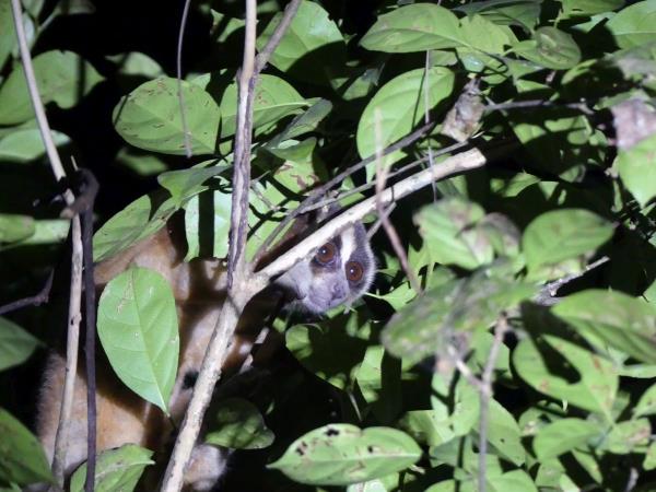 Indonesia wildlife holiday, mammals of Java