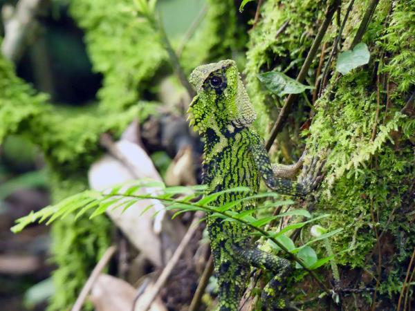 Indonesia wildlife holiday, mammals of Java