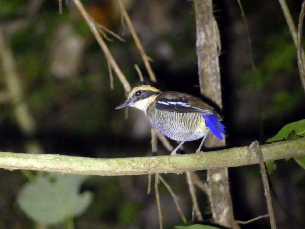 Indonesia wildlife holiday, mammals of Java