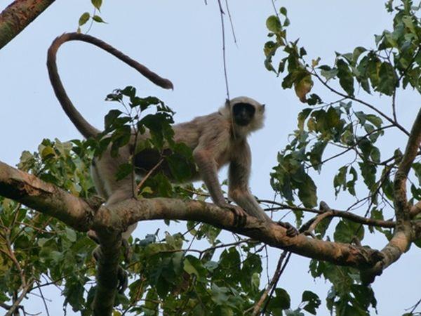 Chitwan luxury tiger safari in Nepal