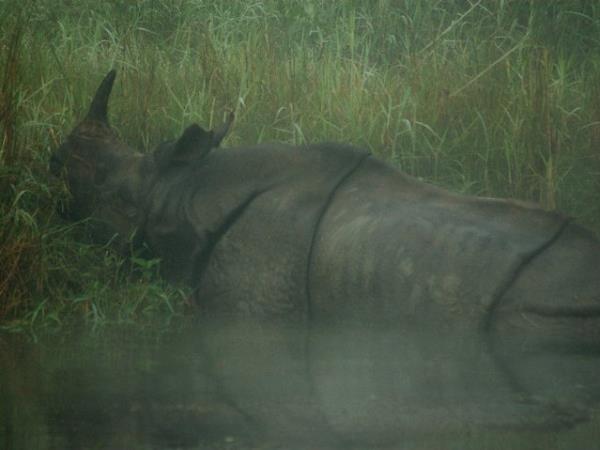 Chitwan luxury tiger safari in Nepal