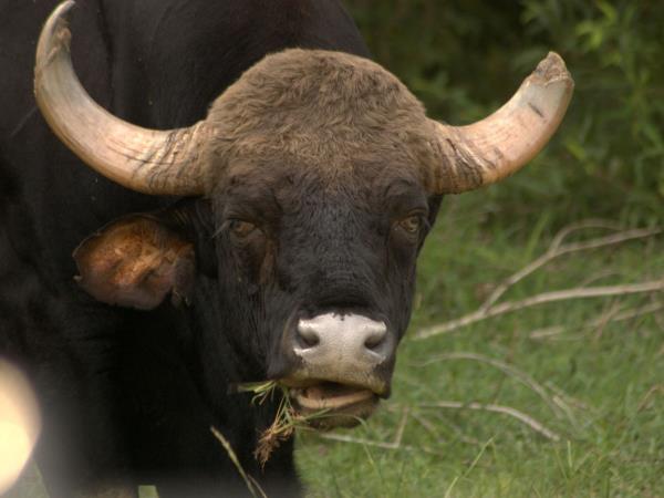 Chitwan luxury tiger safari in Nepal