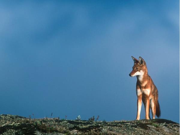 Bale Mountains holiday in Ethiopia