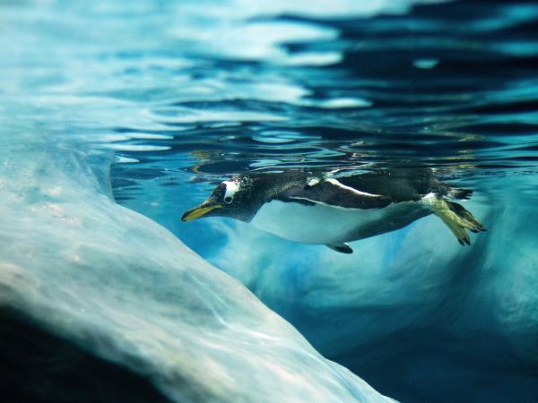 Classic Antarctica holiday