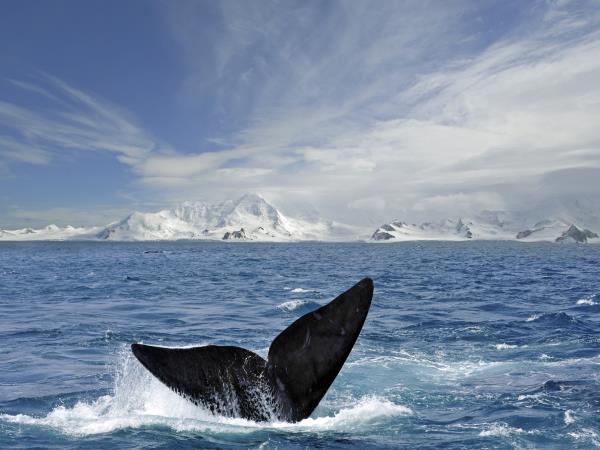Classic Antarctica holiday