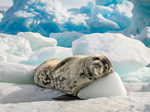 Antarctic Circle cruises