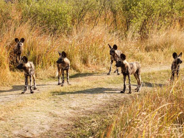 Cape town to Victoria Falls holiday
