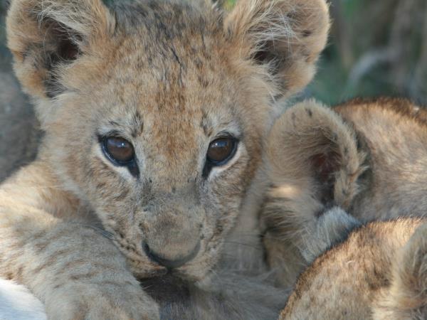 Cape town to Victoria Falls holiday