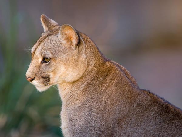 Wildlife holiday in Chile