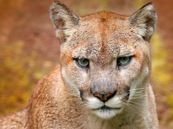 Wildlife holiday in Chile