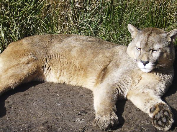 Wildlife holiday in Chile